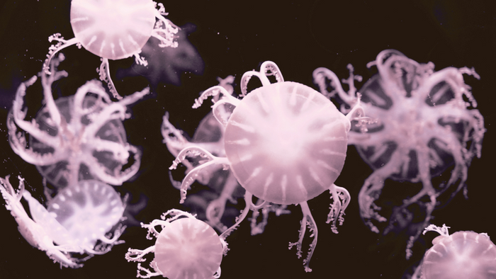Exosomes and Anti-Aging: The Latest Discoveries